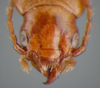 Media type: image;   Entomology 16304 Aspect: head dorsal view